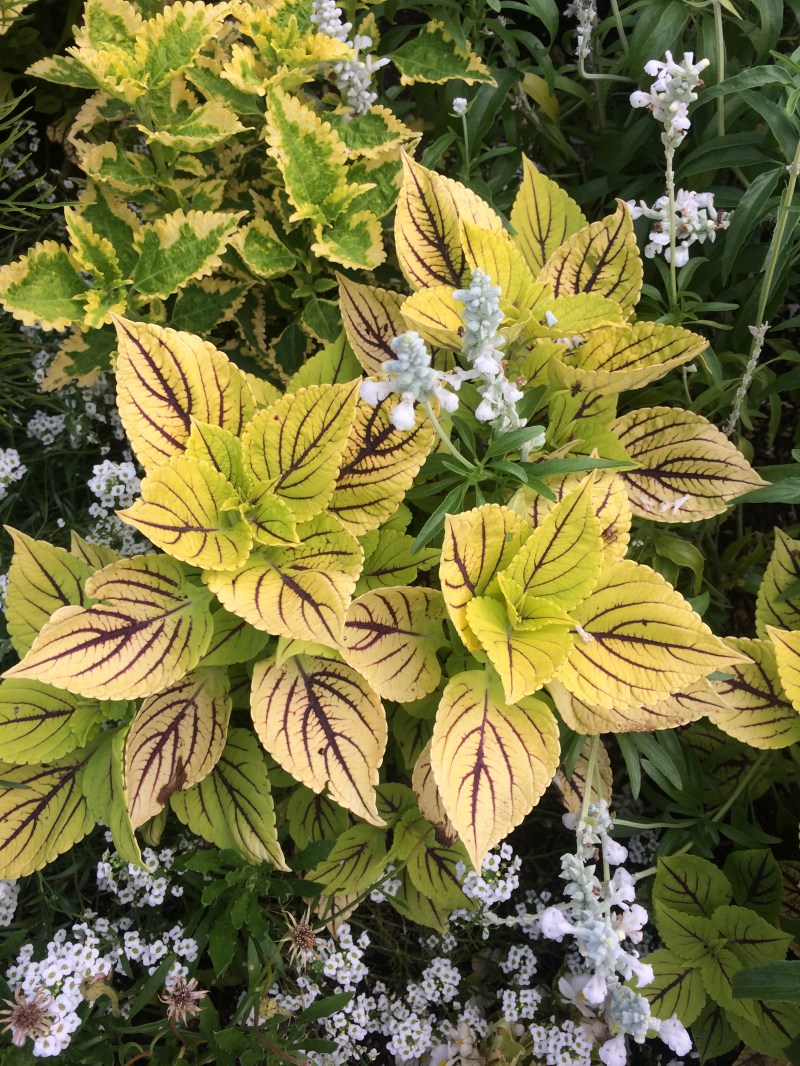 Koristeellisia lehtiä