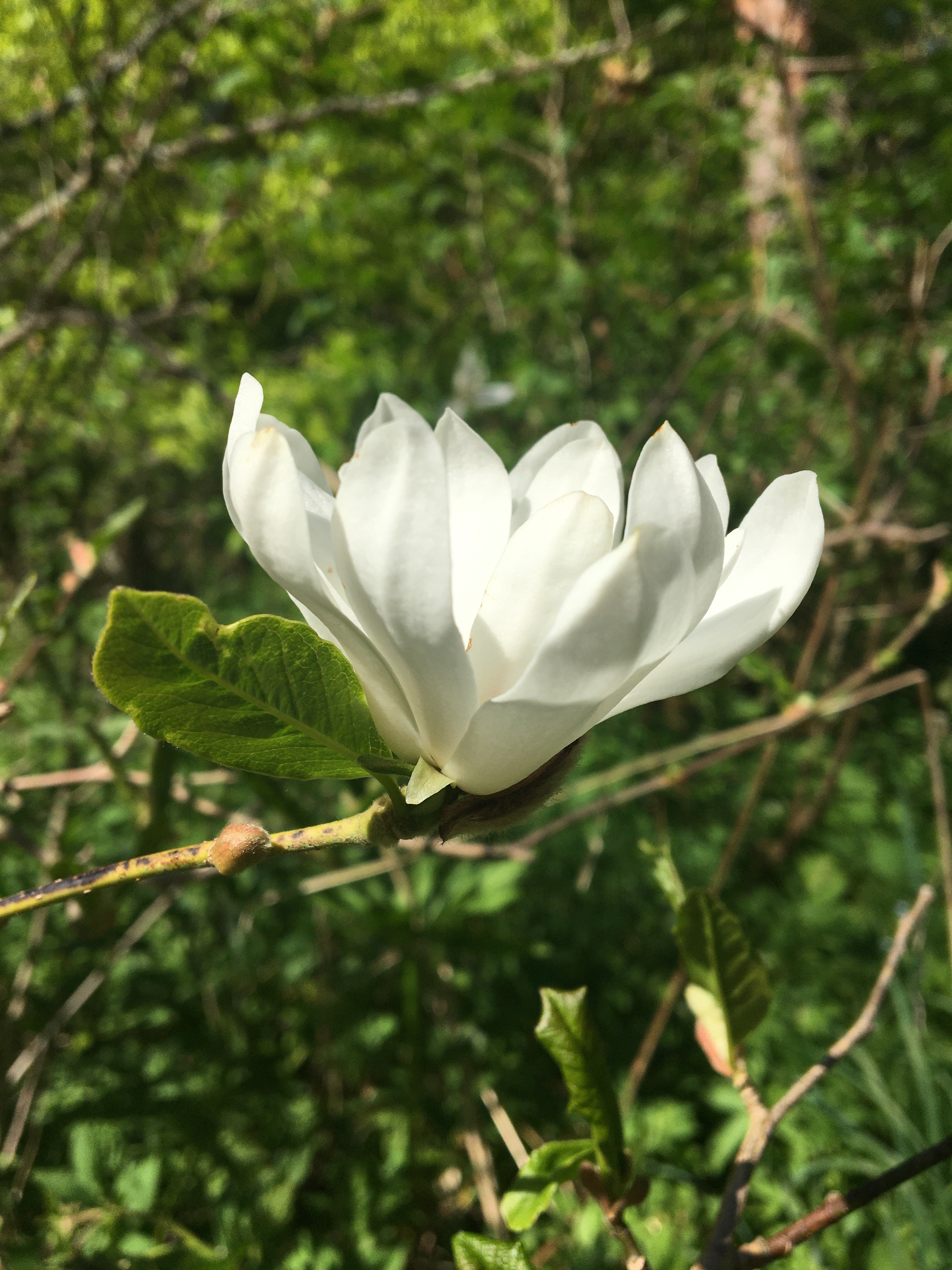 Magnolia